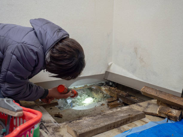 Best Mold Prevention Services  in Lomira, WI