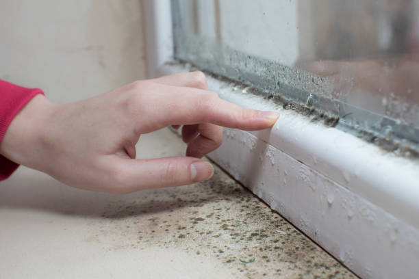 Best Industrial Mold Remediation  in Lomira, WI